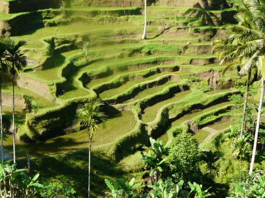 bali-1