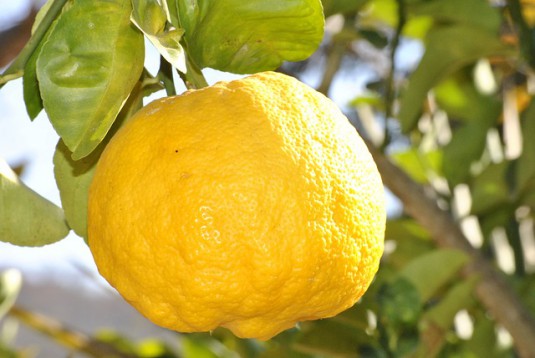 lemon-181650_640