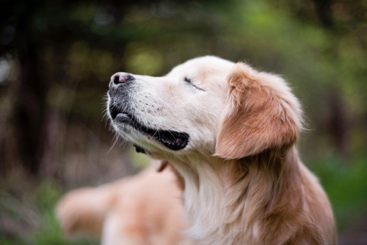 smiley-blind-therapy-dog-golden-retriever-stacey-morrison-5