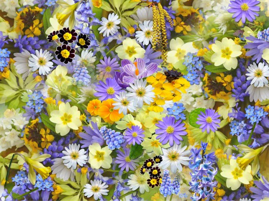 spring-flowers-110671_640