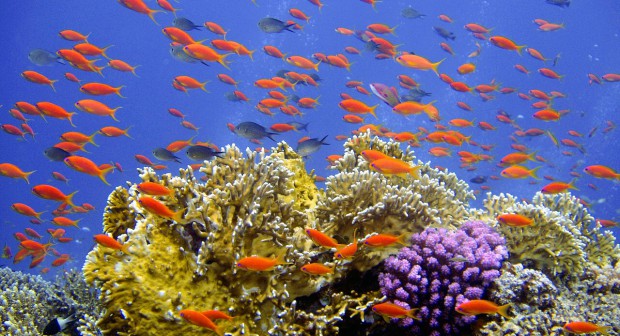 Карибско море – 52 000 кв. км коралови рифове