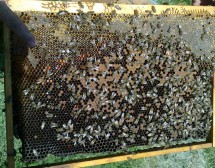 Отглеждат пчели в НДК