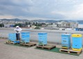 Над 2 милиона в подкрепа на градското пчеларство