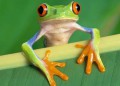 Изяж тази  жаба! 5 начина децата сами да управляват времето си