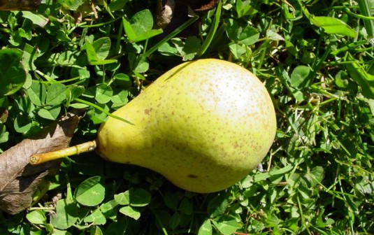 most-pear-1052_640