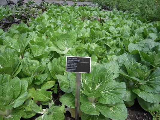 chinese-cabbage-815326_640