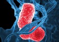 Бактериалните инфекции са втората водеща причина за смърт по света