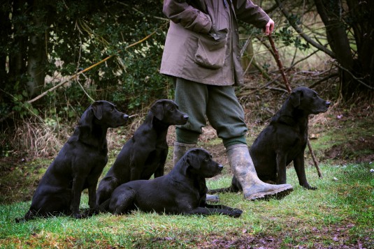 A man holding a beater's stick with four black labrador gundogs, out on a shoot.