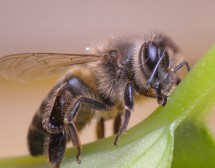 Какво ще се случи, ако изчезнат пчелите