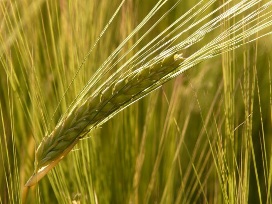 barley-field-8230_960_720