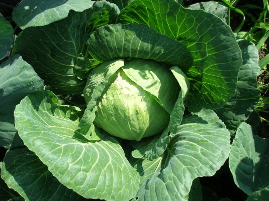 cabbage-493308_960_720