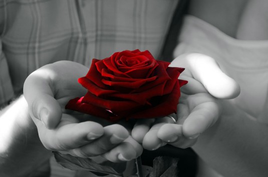 flowers-72235_960_720
