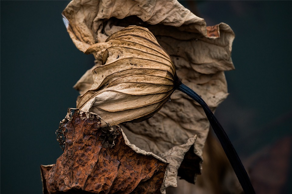 lotus-leaf-1274237_960_720