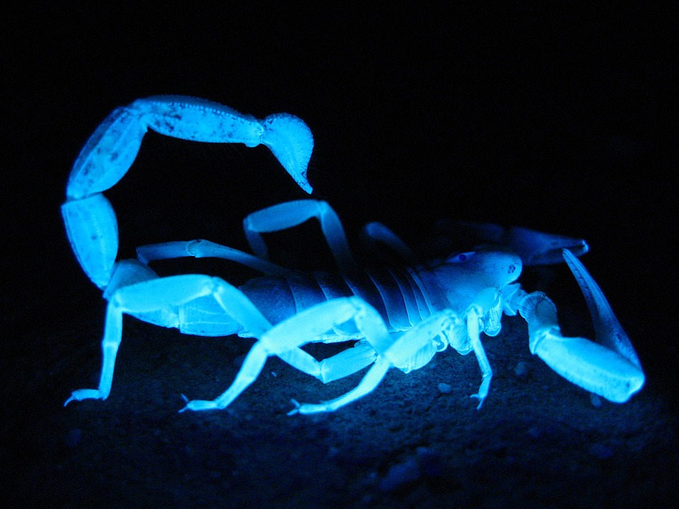 giant-hairy-scorpion-1569237_960_720