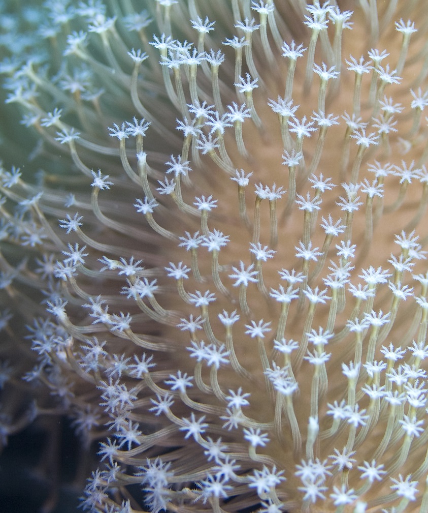 soft coral1