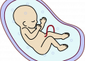 Как се развиват сетивата на бебето през бременността