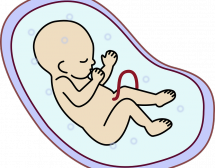 Как се развиват сетивата на бебето през бременността