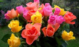 Какво символизират цветовете на розите?
