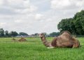 Защо се отглеждат камили в Холандия?