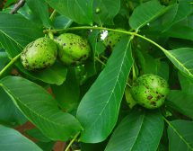 Лечебните свойства на зелените орехчета