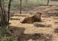Спасиха 4 лъва, върнаха ги в Африка