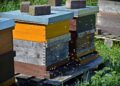 “Осинови кошер” – твоят начин да помогнеш на пчелите