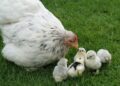 За българите е важно хуманното отношение към кокошките при избора на яйца