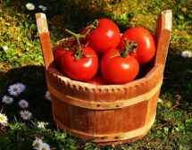 А в нашето село растат ей такива домати!