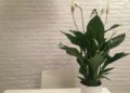 Три растения пречистват въздуха в стаята