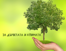 Конкурсът “Дърво с корен 2022” отново търси най-интересните дървета в България