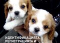 Шокиращи резултати за незаконната търговия с кученца в Европа