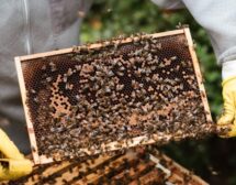 Как да процедираме, когато ни ужили пчела или оса?