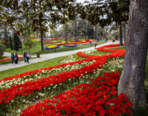 Иде сезонът на лалетата в Истанбул! Вълшебна красота!
