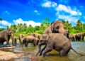 Слоновете на Тайланд – любов и грижа