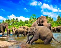 Слоновете на Тайланд – любов и грижа