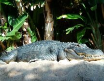 Крокодилка зачена непорочно и роди свое почти идентично рептилче