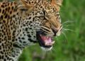 Два леопарда избягаха от зоологическата градина на Стара Загора