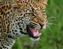 Два леопарда избягаха от зоологическата градина на Стара Загора