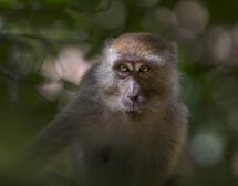 Китайци клонираха маймуна, вече е на 2 години и в добро здраве