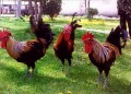 Диктатурата на женските „да“ или оптимистична теория за мъжкото можене