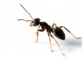 За мравките и жените
