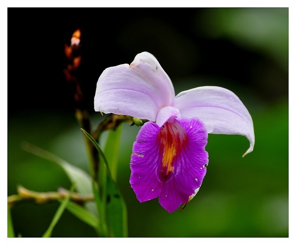 Дива орхидея